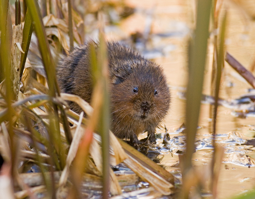 2008 (3) MARCH - Water Vole 